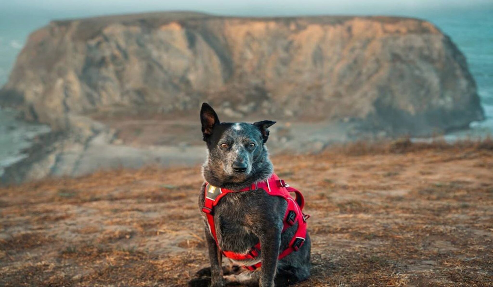 11 Razze Di Cani Australiani Con Immagini Una Panoramica Completa
