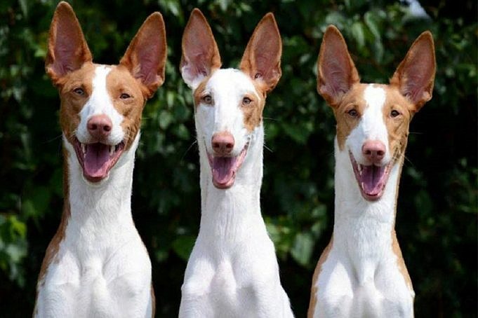 14 Razze Canine All-americane Con Immagini - Razze Americane Sorprendenti E Speciali