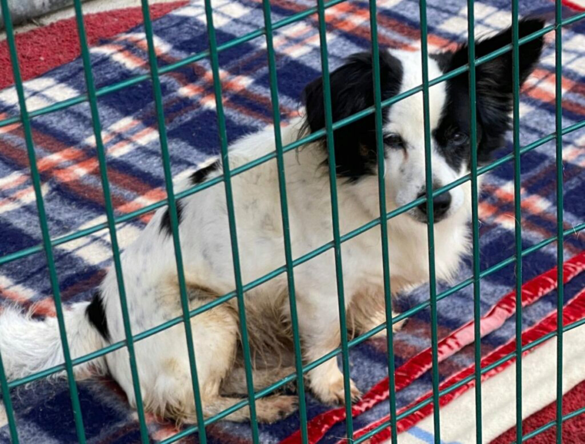 15 Razze Di Cani Solitari Con Bassa Ansia Da Separazione