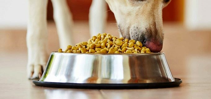6 Migliori Alimenti Per Cani A Basso Contenuto Di Sodio Del 2021 - Recensioni E Scelte Migliori