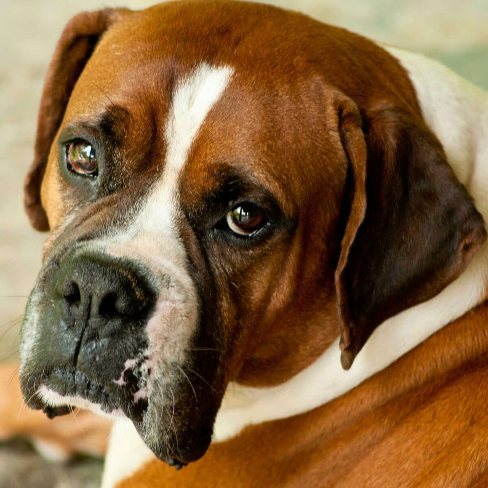 7 Tipi Di Razze Di Cani Boxer E Le Loro Differenze Con Le Immagini