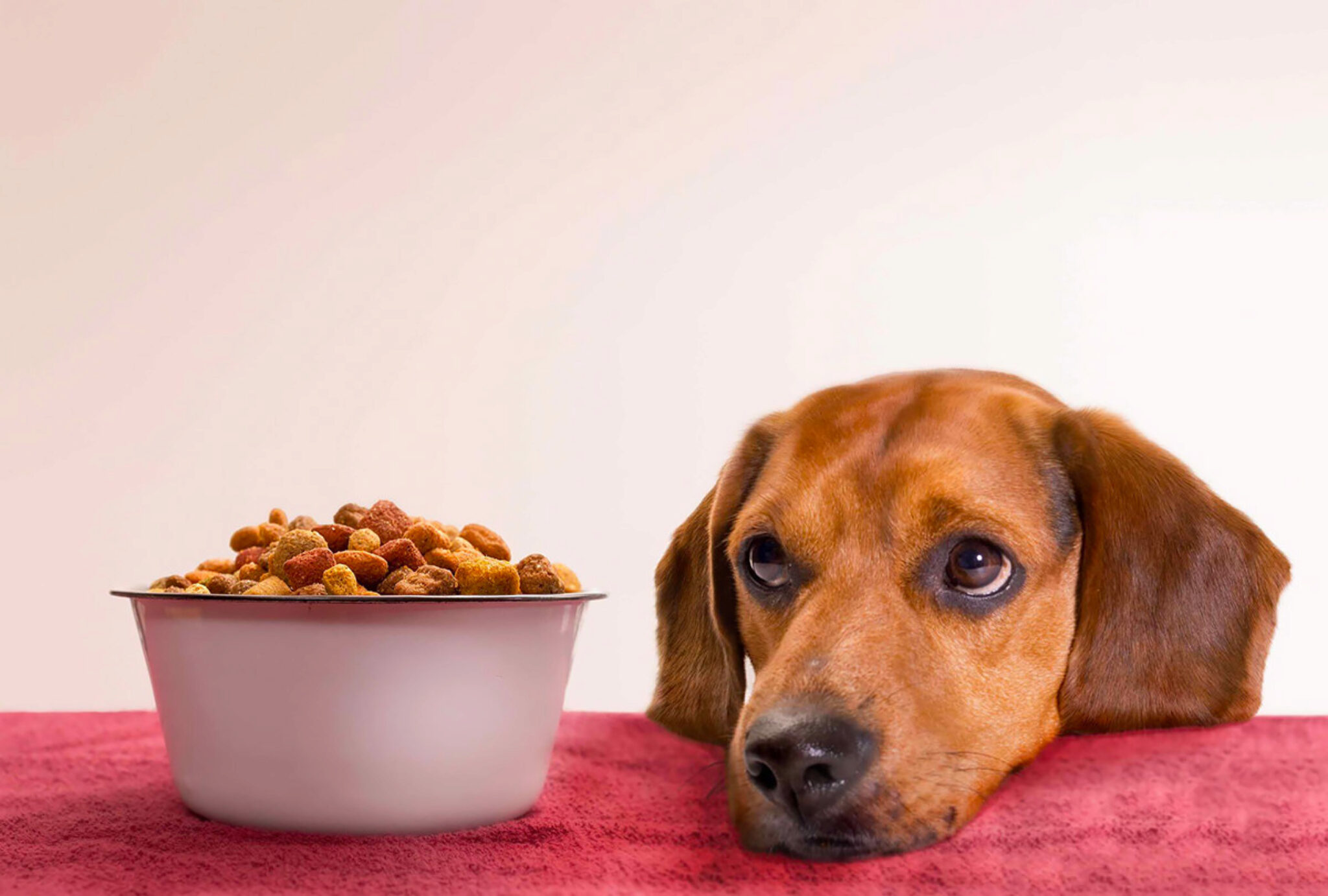 7 Veri Motivi Per Cui I Cani Non Possono Mangiare Le Patatine