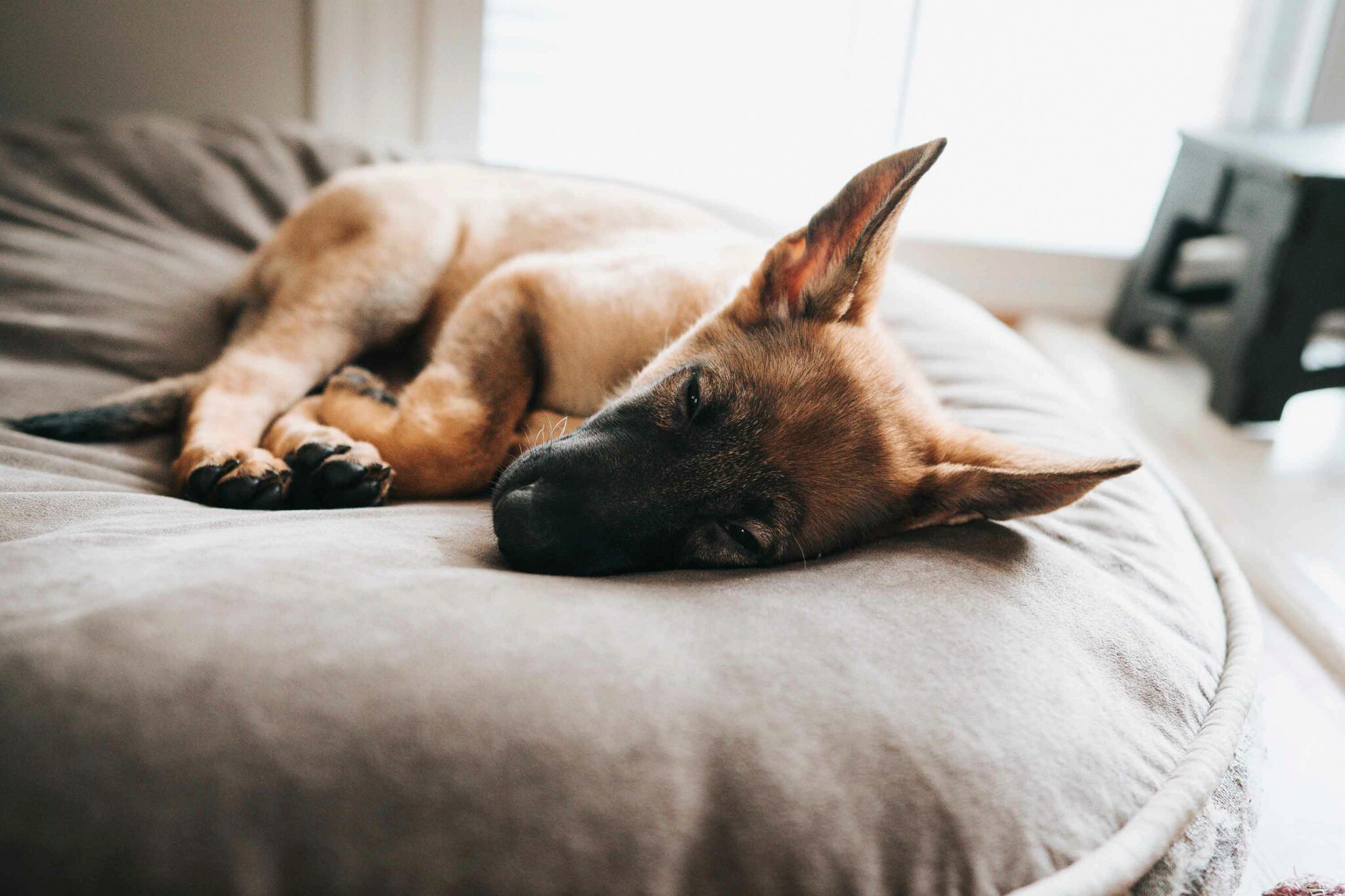 9 Modi Per Massaggiare Un Cane Per Dormire Guida Pratica