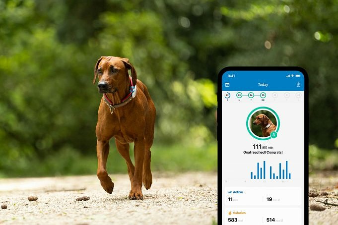9 Motivi Per Ottenere Un Localizzatore GPS Per Cani