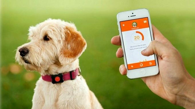 Che Cos'è Un Localizzatore GPS Per Animali Domestici?