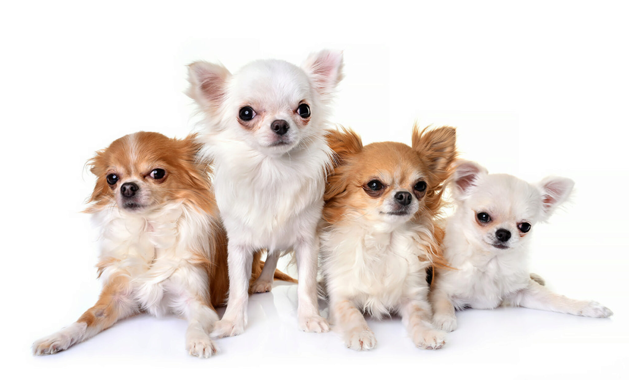 Chihuahua E Bambini. 5 Cose Di Cui Devi Essere Consapevole
