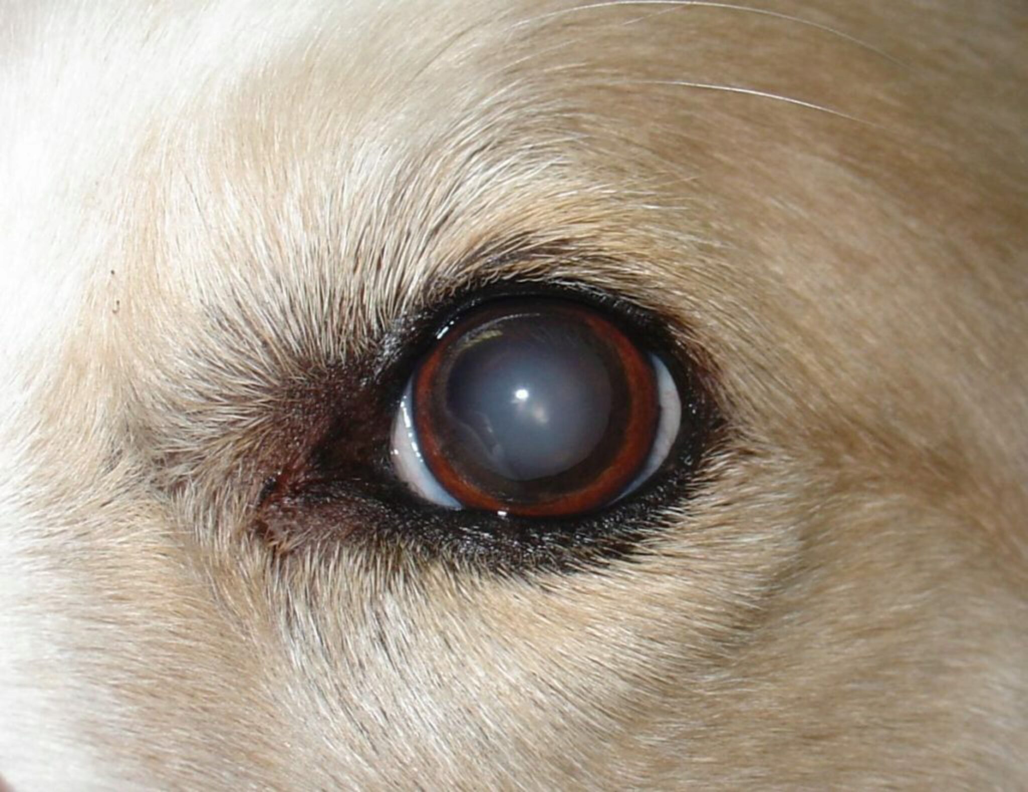 Come Prevenire Il Glaucoma Nei Cani? La Cecità Può Essere Causata Da Una Malattia