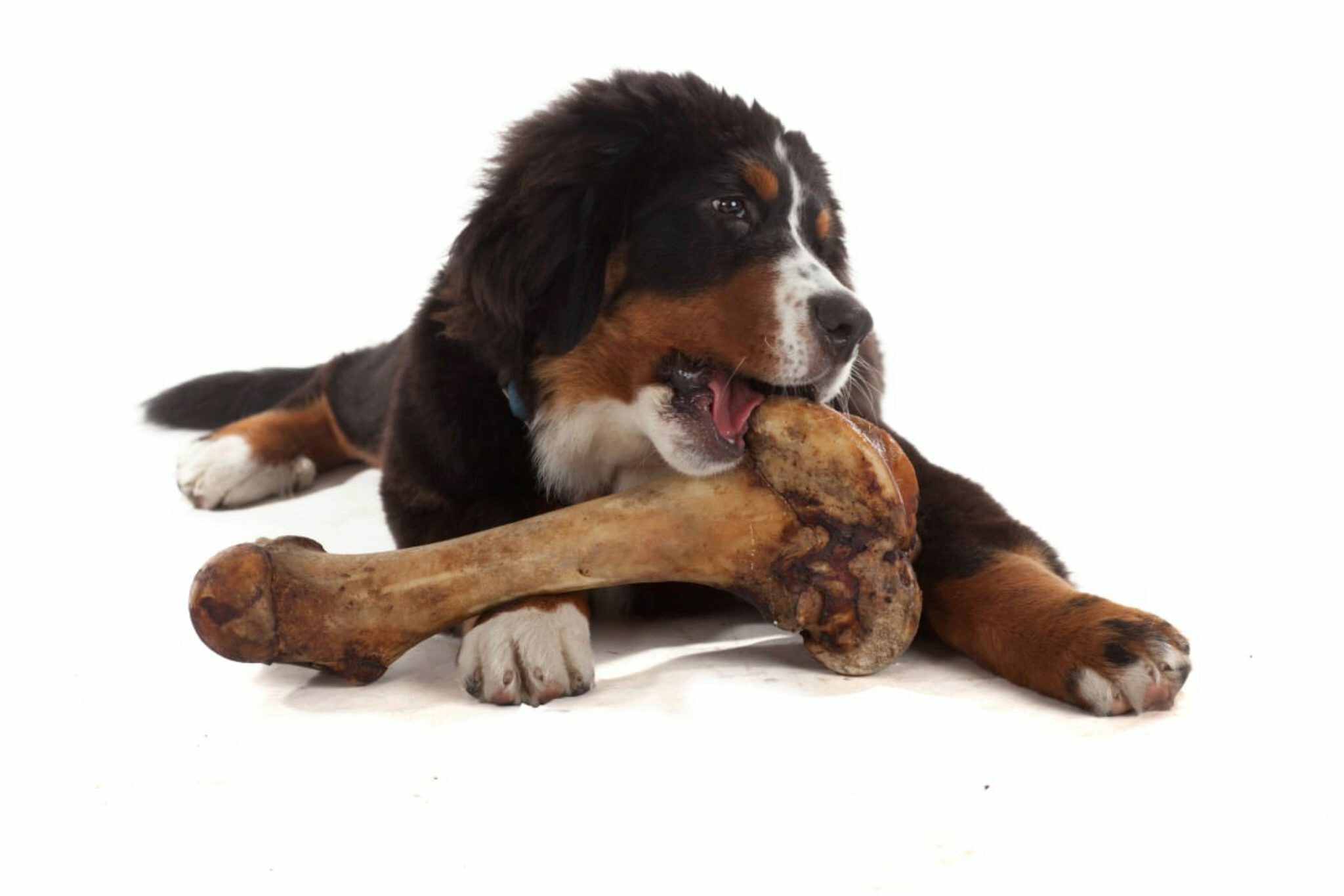 Cosa Dovresti Fare Se Il Tuo Cane Ha Mangiato Una Pannocchia Di Mais?