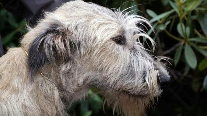 Deerhound Scozzese Contro Wolfhound Irlandese. Qual è La Differenza?