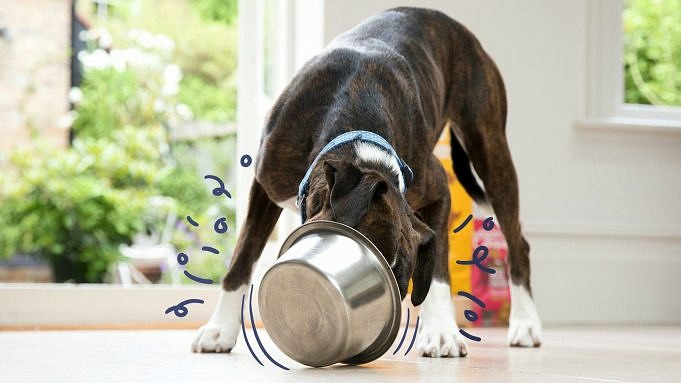 Ecco 10 Consigli Per Far Mangiare Un Cane Schizzinoso