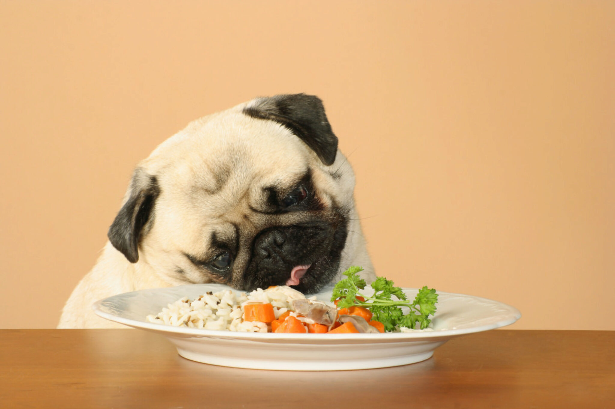 I 9 Migliori Alimenti Che Danno Gas Ai Cani Evita Il Numero 3 In Ogni Momento