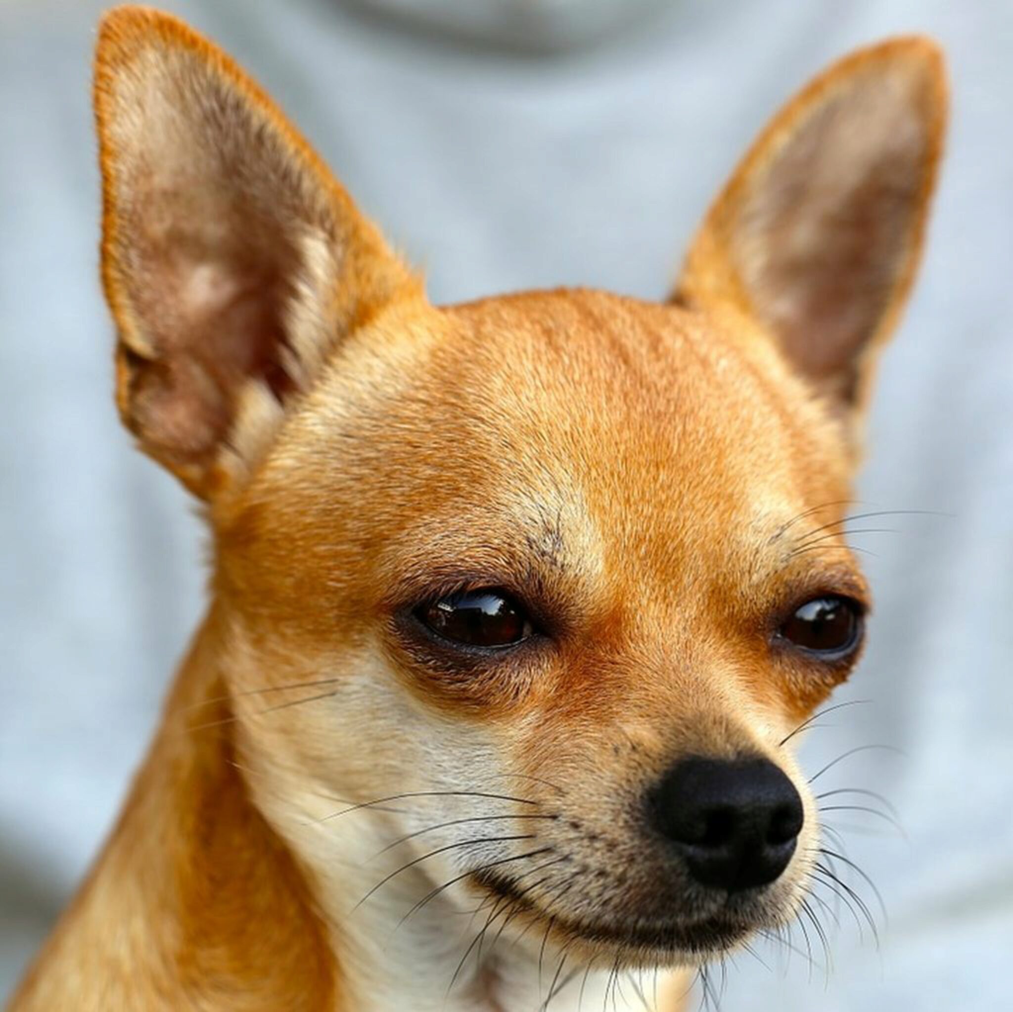 I Chihuahua Sono Intelligenti? 11 Fatti Sull'intelligenza Di Chis
