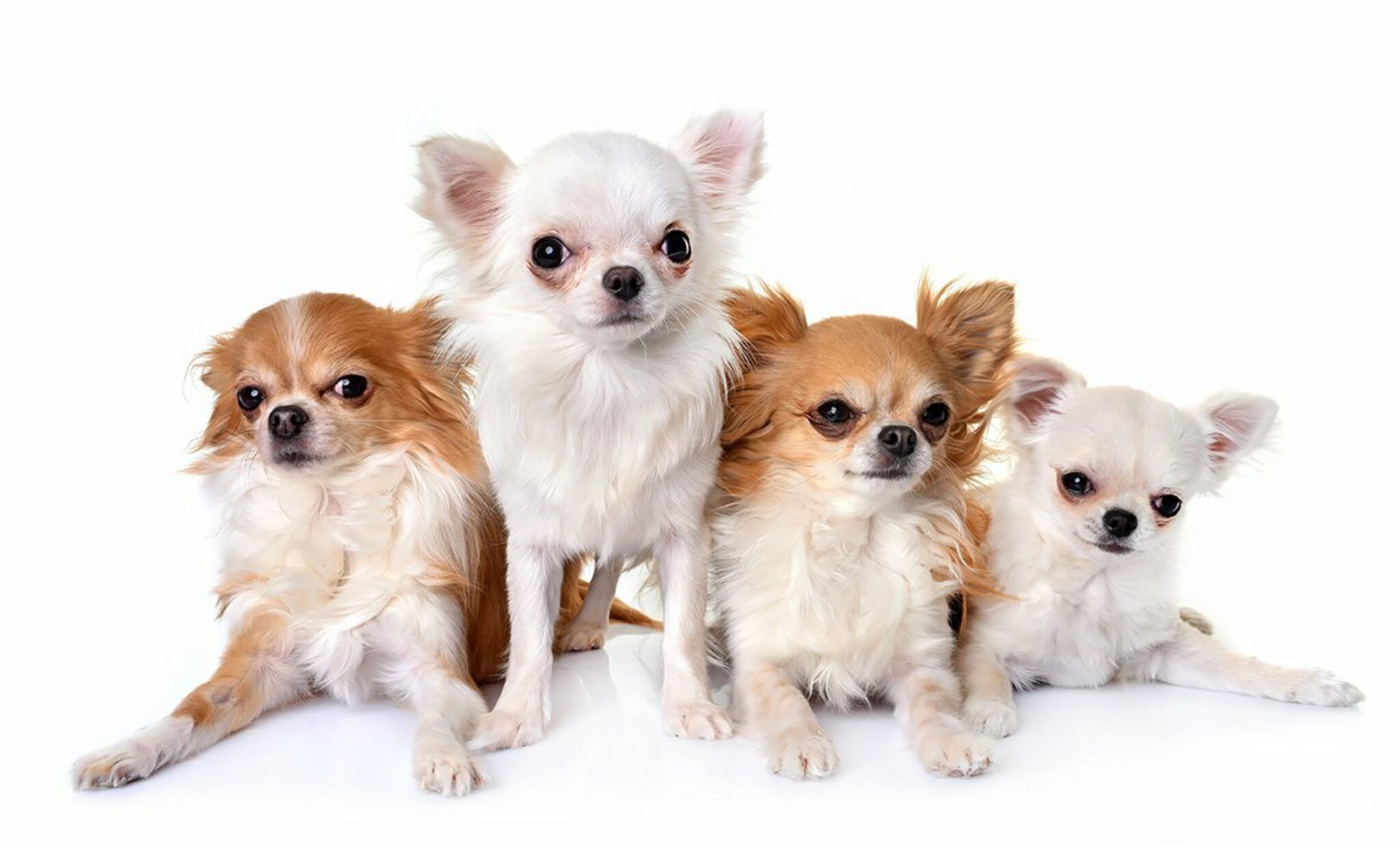 I Chihuahua Sono Pericolosi? 7 Fatti Su Chis E Aggressività