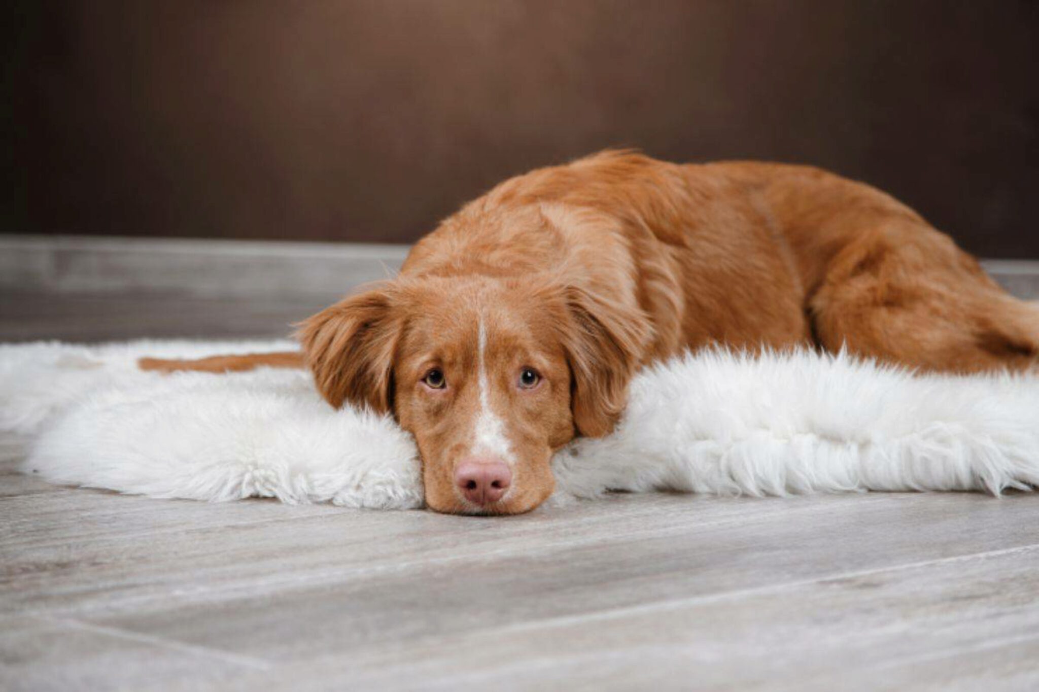 Perché Il Mio Cane Sembra Sempre Triste? 7 Motivi Per Cui Il Tuo Cane Sembra Triste + 3 Consigli