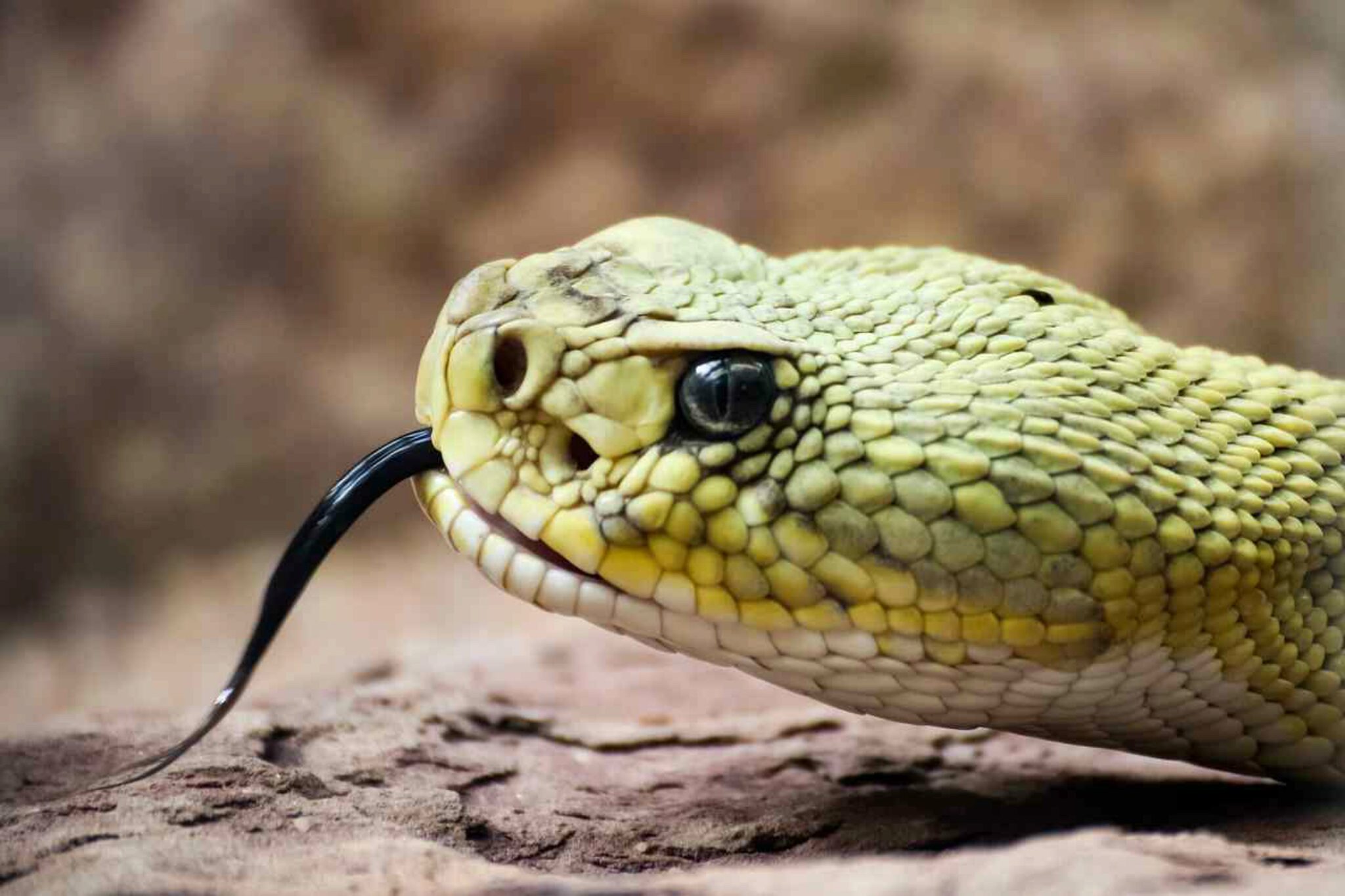 Quali Serpenti Domestici Possono Mangiare Il Pesce?