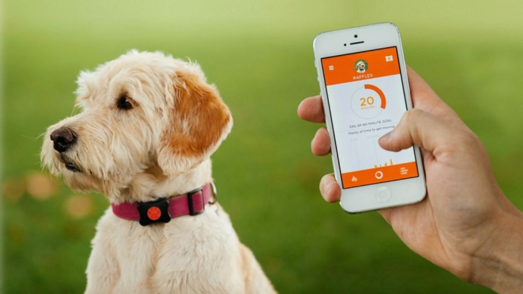 Quanto Può Funzionare Un Localizzatore GPS Per Animali Domestici?