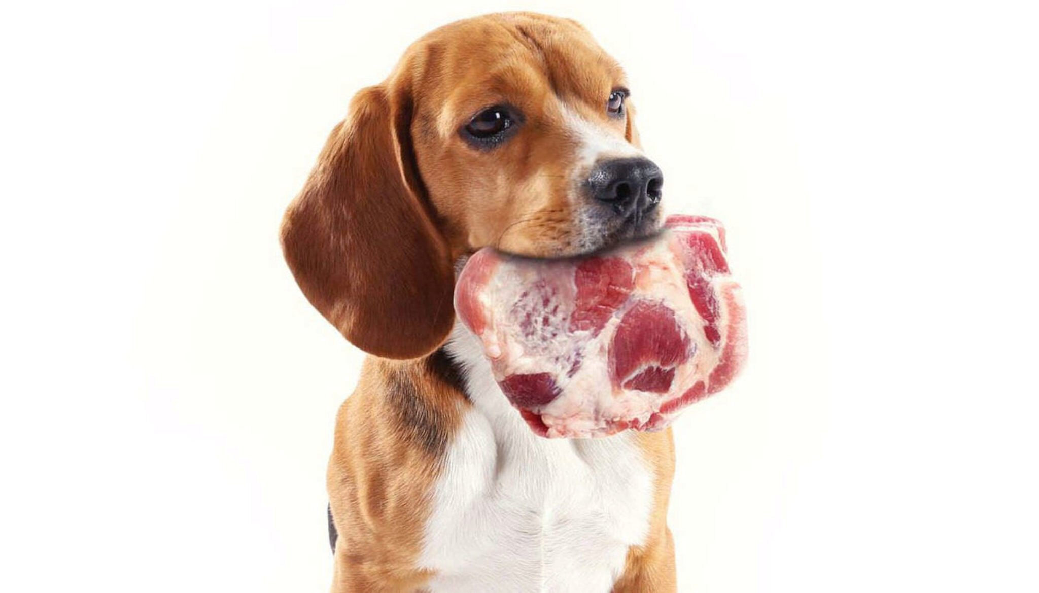 Reagle Rottweiler E Beagle Mix. Informazioni, Immagini E Fatti